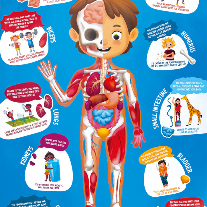 Human Body Puzzle｜人體拼圖